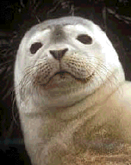 Seal Blink
